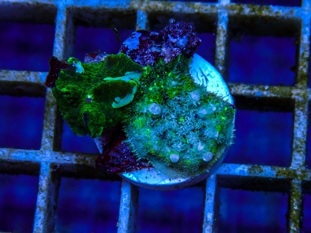 l260515-102