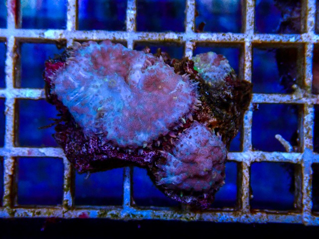 インドネシア産ディスクコーラルD-1 | 生麦海水魚センターネットショップ