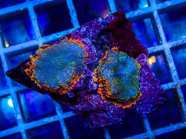 海水魚・サンゴ類に関する記事一覧 | ページ 15 | 生麦海水魚センター