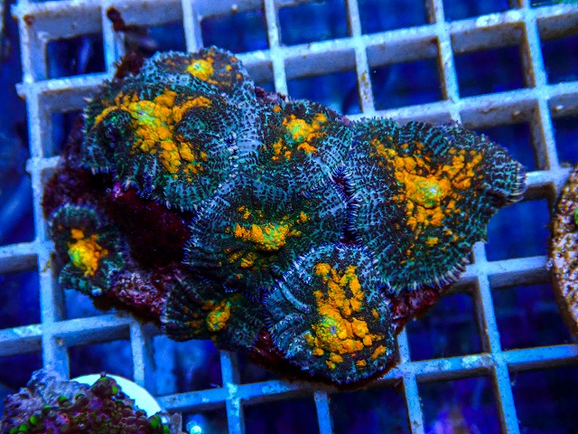 l260515-126