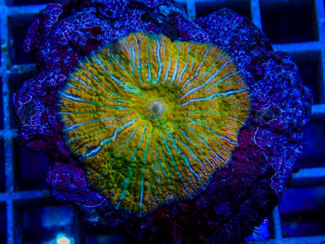 l260515-138