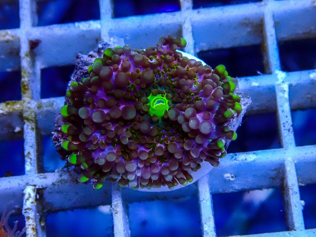 l260515-146