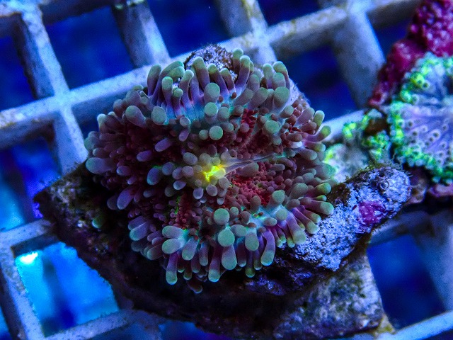サンゴに関する記事一覧 | ページ 2 | 生麦海水魚センターネットショップ
