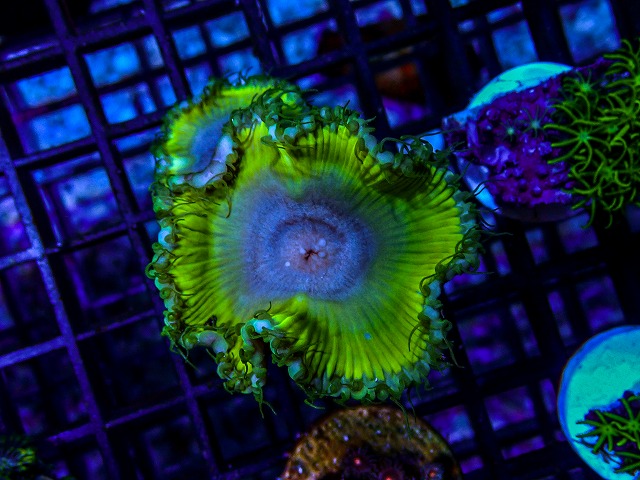 l260515-158