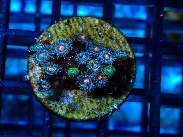 サンゴに関する記事一覧 | ページ 2 | 生麦海水魚センターネットショップ
