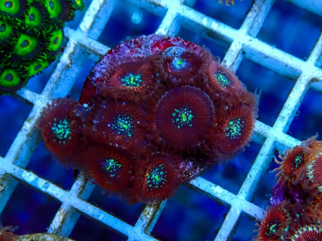 フラグサンゴその他に関する記事一覧 | 生麦海水魚センターネットショップ
