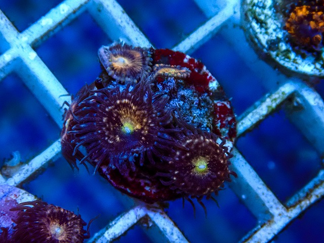 フラグサンゴその他に関する記事一覧 | 生麦海水魚センターネットショップ