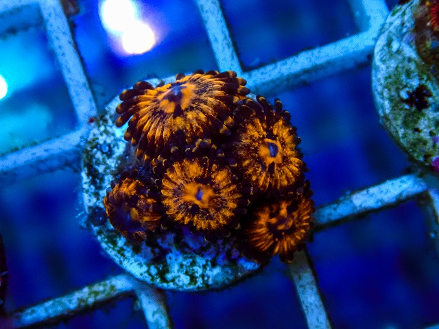 フラグサンゴその他に関する記事一覧 | 生麦海水魚センターネットショップ