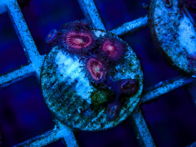 ネームドマメスナ USAブリード5[Pink Zoa sp.] | 生麦海水魚センター