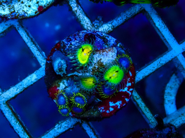 l260515-195