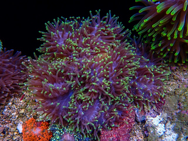 イソギンチャク。 スリランカ産センジュイソギンチャク先端グリーン | 生麦海水魚