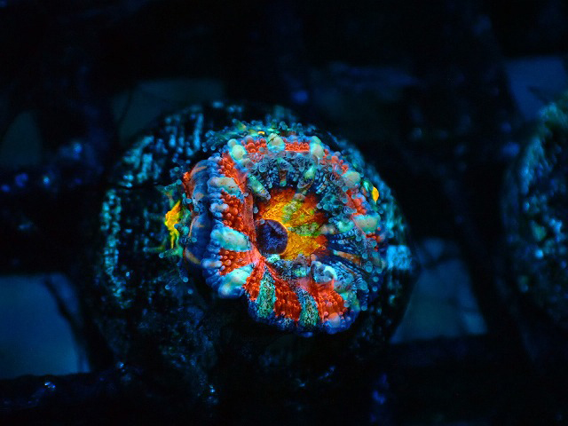 S260623001 (81)