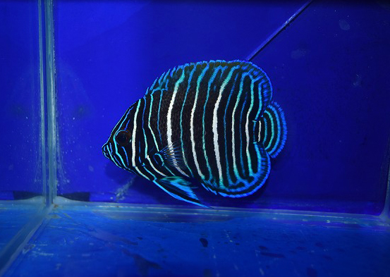 S260625001 (1)