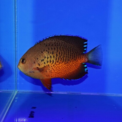 生麦海水魚センターネットショップ | 生麦海水魚センターネットショップ