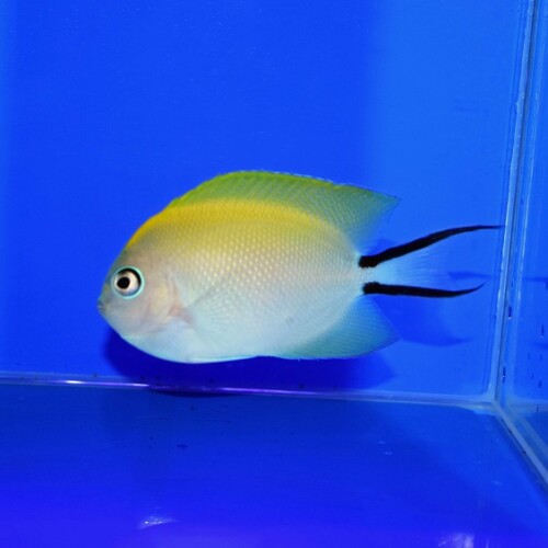 生麦海水魚センターネットショップ | 生麦海水魚センターネットショップ