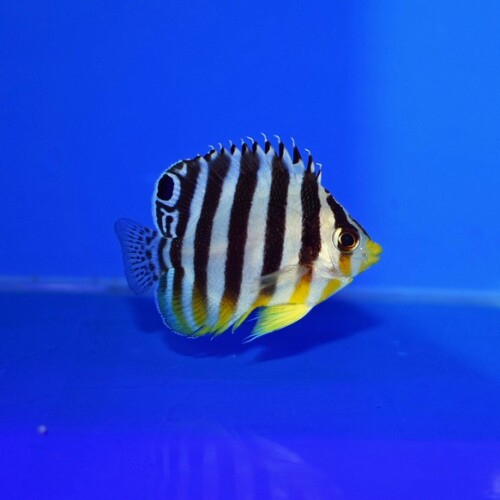 生麦海水魚センターネットショップ | 生麦海水魚センターネットショップ