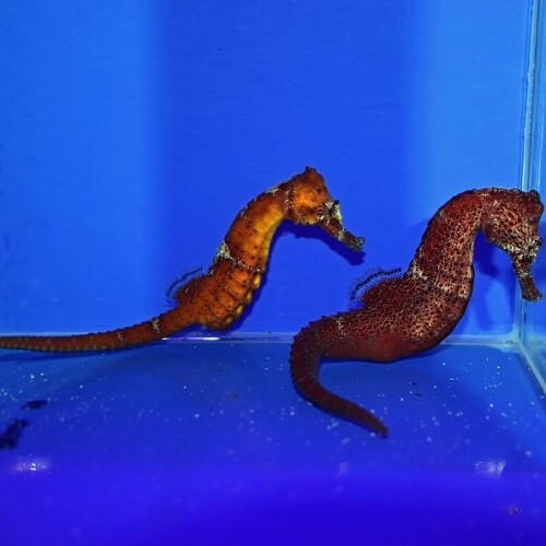生麦海水魚センターネットショップ | 生麦海水魚センターネットショップ