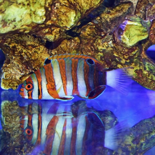 生麦海水魚センターネットショップ | 生麦海水魚センターネットショップ