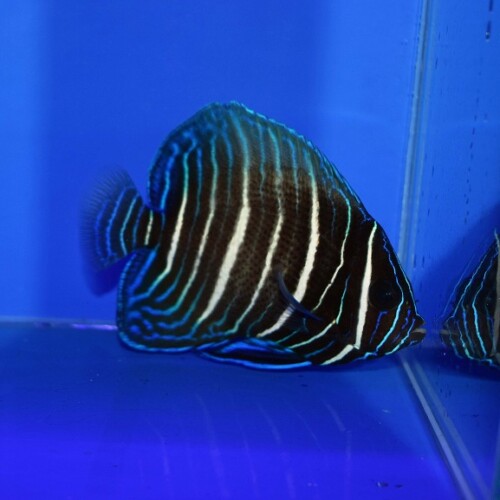生麦海水魚センターネットショップ | 生麦海水魚センターネットショップ