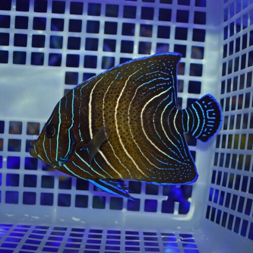 生麦海水魚センターネットショップ | 生麦海水魚センターネットショップ