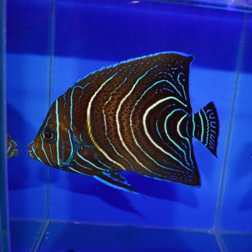 c260605325