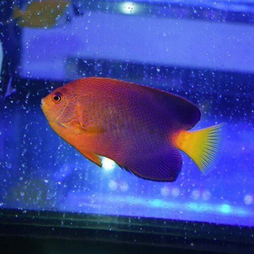 ヤッコ（中型、小型）に関する記事一覧 | 生麦海水魚センターネット