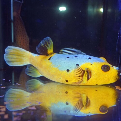 生麦海水魚センターネットショップ | 生麦海水魚センターネットショップ