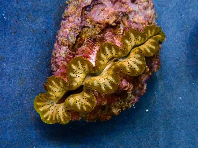 l260604-04