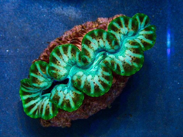 l260604-09
