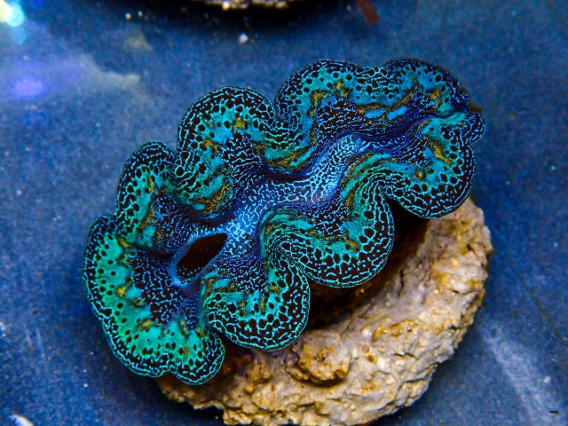 l260604-10