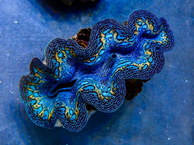 l260604-15