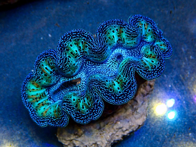 l260604-19