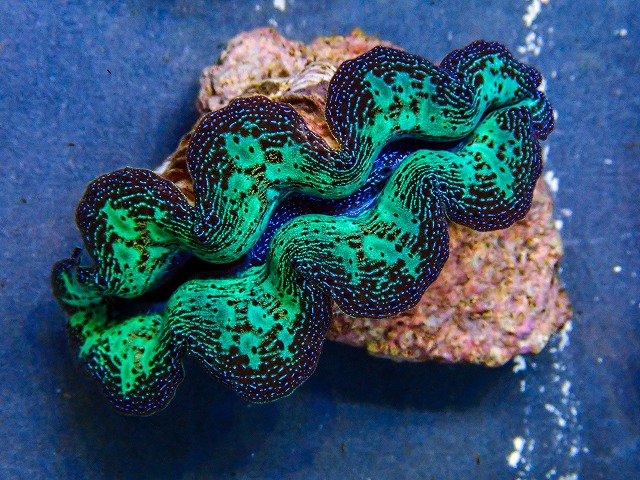 l260604-23