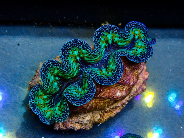 l260604-24