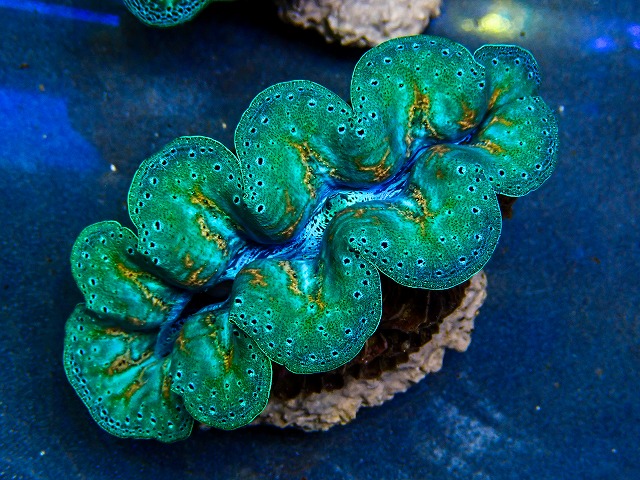 l260604-26