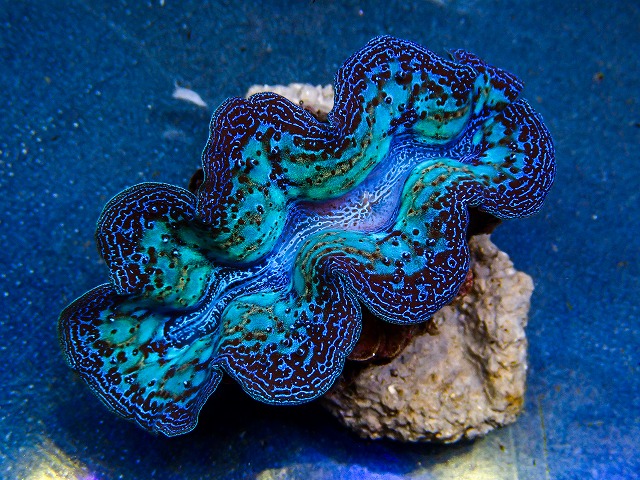 l260604-27