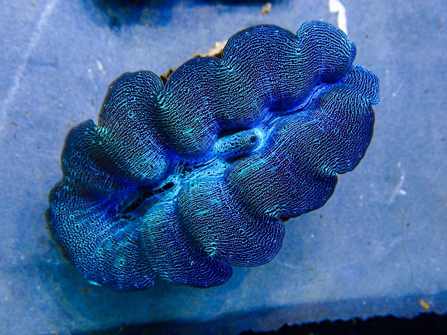 l260604-31