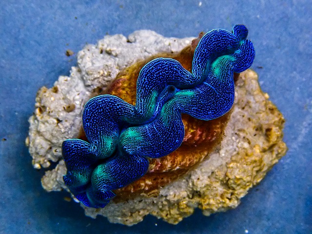 l260604-39