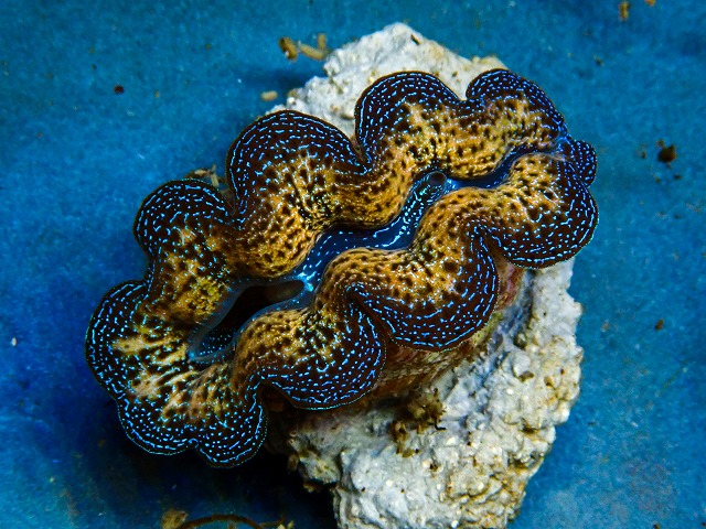 サンゴに関する記事一覧 | ページ 2 | 生麦海水魚センターネットショップ