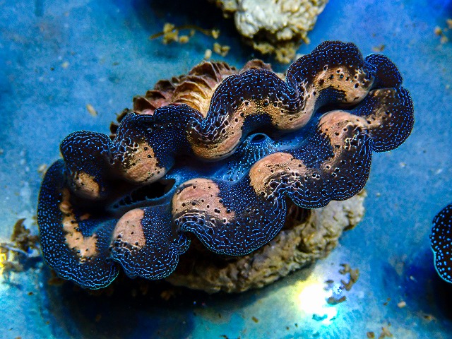 シャコ貝に関する記事一覧 | 生麦海水魚センターネットショップ