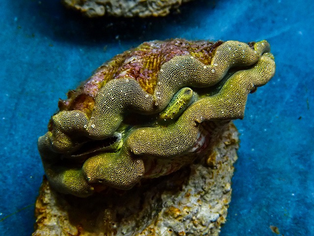l260604-81