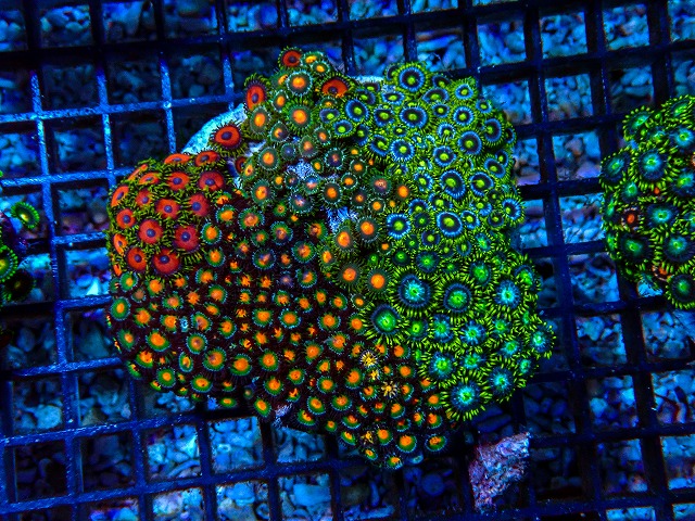 ソフトコーラルに関する記事一覧 | 生麦海水魚センターネットショップ