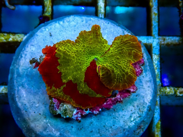サンゴに関する記事一覧 | ページ 2 | 生麦海水魚センターネットショップ