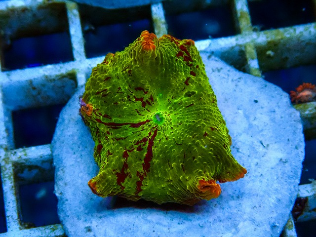 サンゴに関する記事一覧 | ページ 2 | 生麦海水魚センターネットショップ