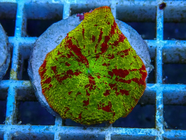 l260605-17