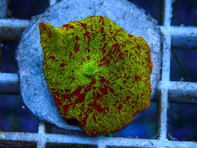 l260605-19