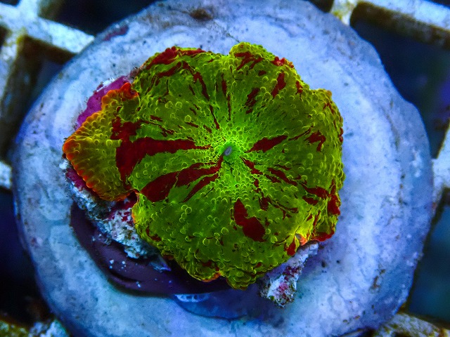 l260605-21