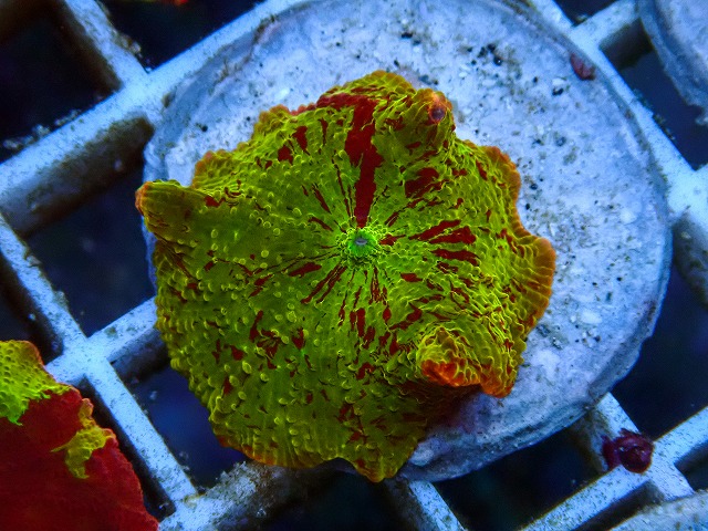 l260605-24