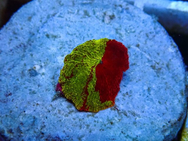l260605-25