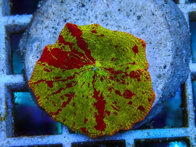l260605-27